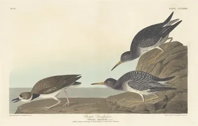 Purple Sandpiper