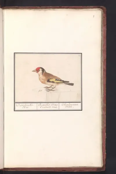 Putter of distelvink (Carduelis carduelis)