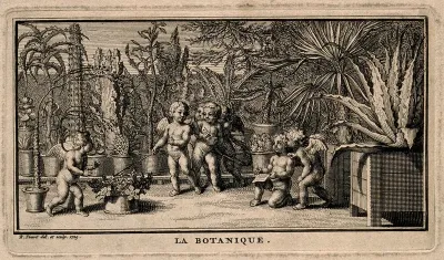 Putti study the plants in a botanical garden; representing botany