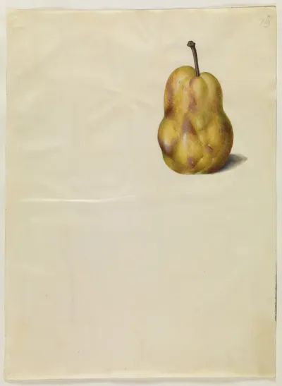 Pyrus communis (almindelig pære)