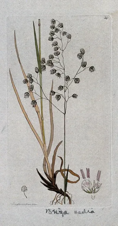 Quaking grass (Briza media): flowering stem, leaves and floral segments