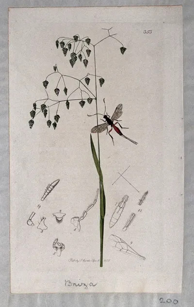 Quaking grass (Briza minor) with an associated insect and its anatomical segments