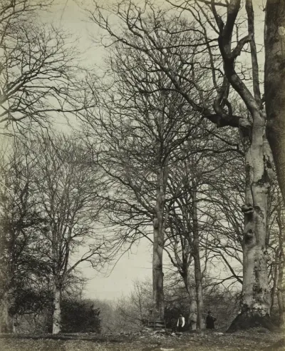 Queen Adelaide's Beech