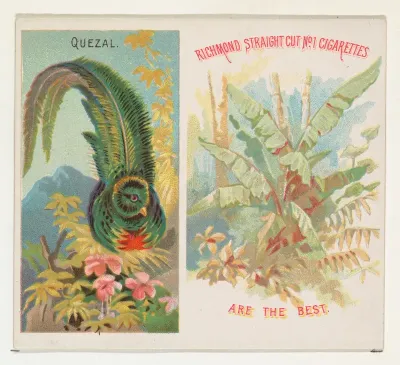 Quezal, from Birds of the Tropics series (N38) for Allen & Ginter Cigarettes