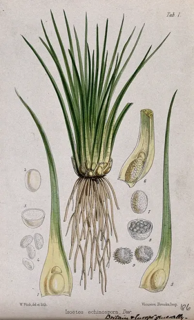 Quillwort (Isoetes echinospora): entire plant with spores and floral segments