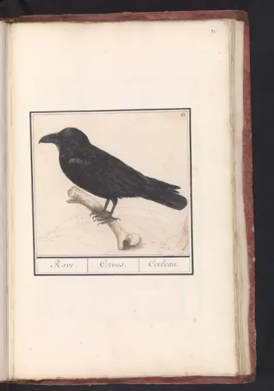 Raaf (Corvus corax)