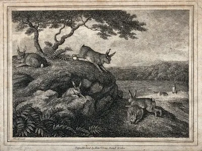 Rabbits playing and eating outside their burrow