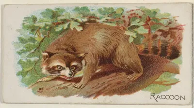 Raccoon, from the Quadrupeds series (N21) for Allen & Ginter Cigarettes