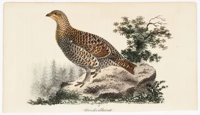Rackelhahn, Female