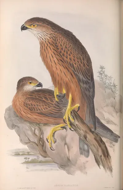 Radiated Goshawk