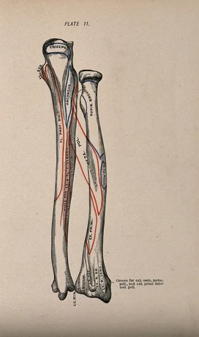 Radius and ulna bones