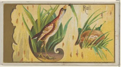 Rail, from the Game Birds series (N13) for Allen & Ginter Cigarettes Brands