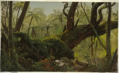 Rain Forest, Jamaica, West Indies, April–August