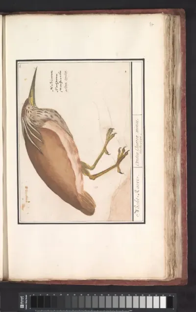Ralreiger (Ardeola ralloides)