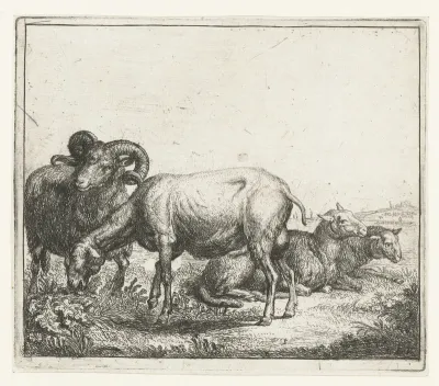 Ram en ooien
