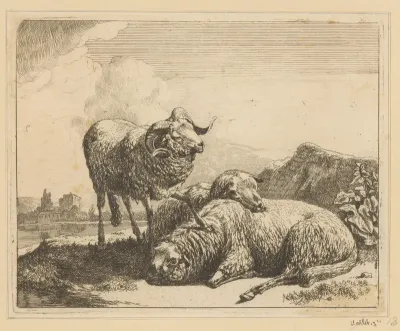 Ram met een poot op liggend schaap
