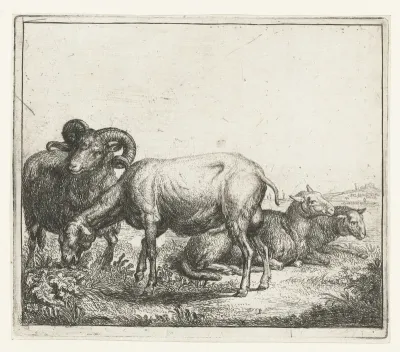 ram with ewes