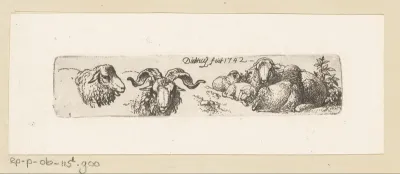 Rammen en schapen