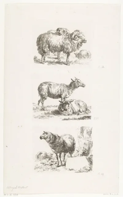 Rammen en schapen