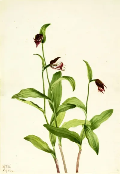 Ramshead Lady's Slipper