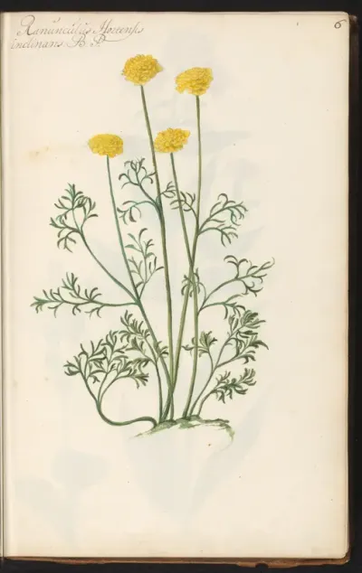 Ranonkel (Ranunculus)
