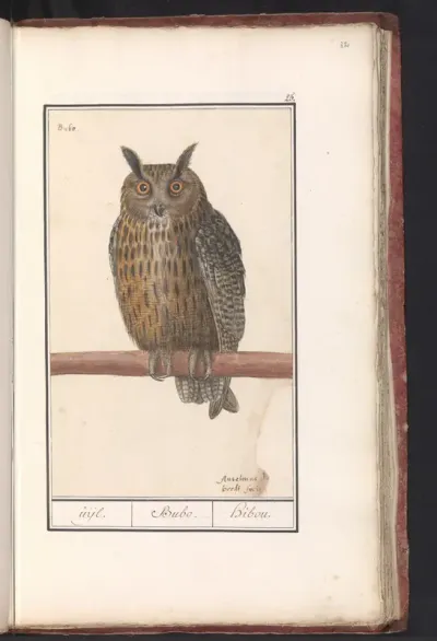Ransuil (Asio otus)