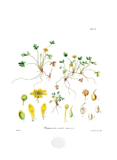 Ranunculus acaulis
