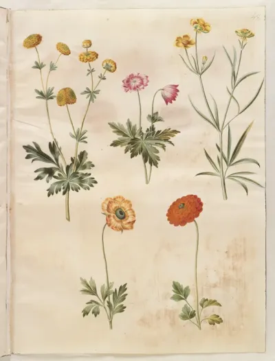 Ranunculus acris (guldknap-ranunkel); Anemone nemorosa (hvid anemone); Ranunculus illyricus (steppe-ranunkel); Ranunculus asiaticus (have-ranunkel)