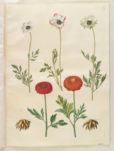 Ranunculus asiaticus (have-ranunkel)