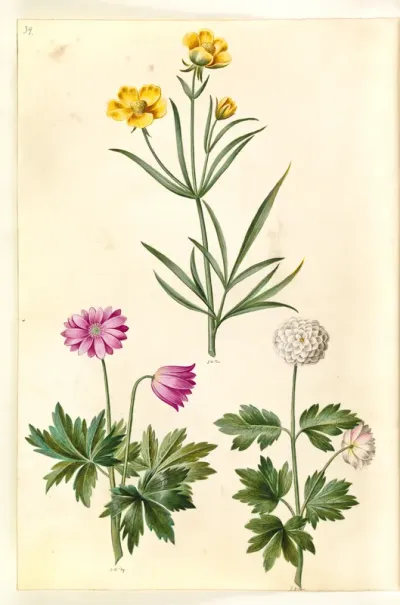 Ranunculus illyricus (steppe-ranunkel); Anemone nemorosa (hvid anemone)