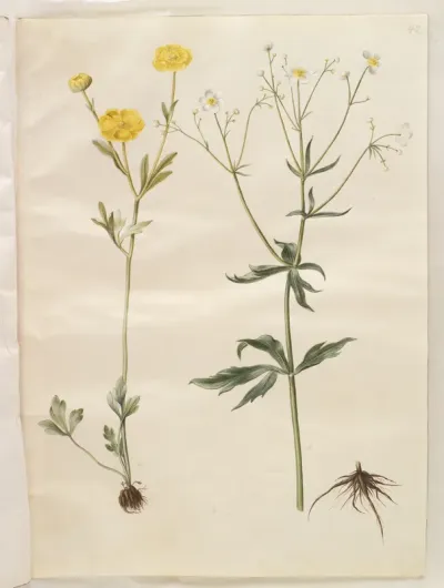 Ranunculus monspeliacus (silke-ranunkel); Ranunculus aconitifolius (stormhatbladet ranunkel)