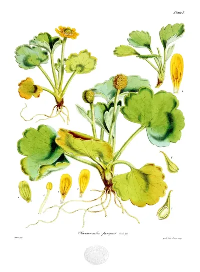 Ranunculus pinguis