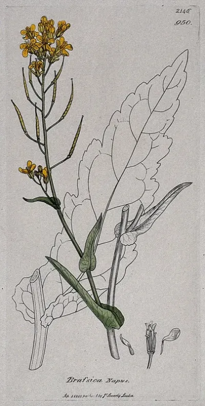 Rape (Brassica napus): flowering stem, leaf and floral segments