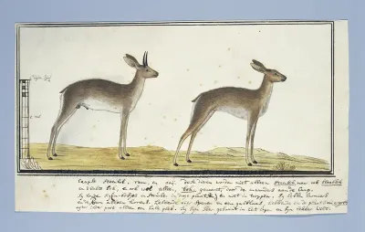 Raphicerus campestris (Steenbok)