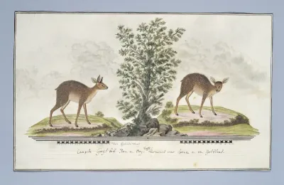 Raphicerus melanotis (Grijsbok)