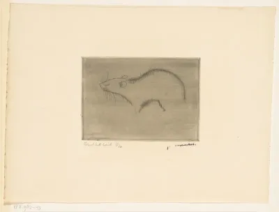 Rat