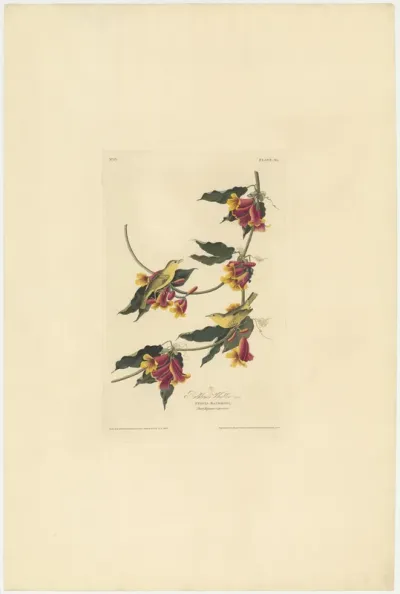 Rathbone Warbler