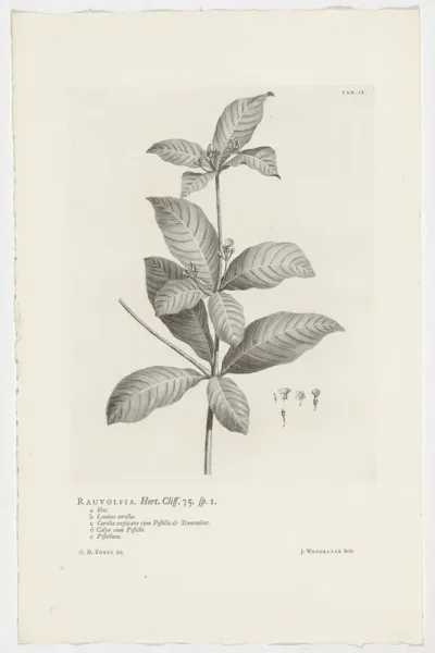Rauvolfia tetraphylla