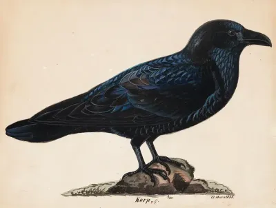 Raven