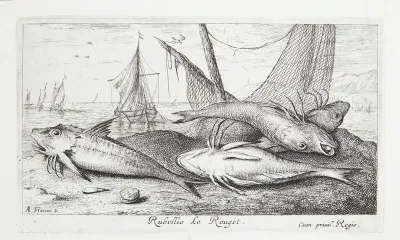 Rød multe (Rubellio)
