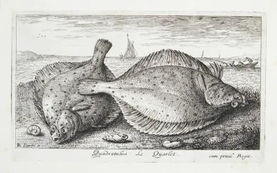Rødspætte (Quadratulus)
