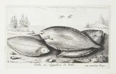 Rødtunge (Solea, siue Linguluca)