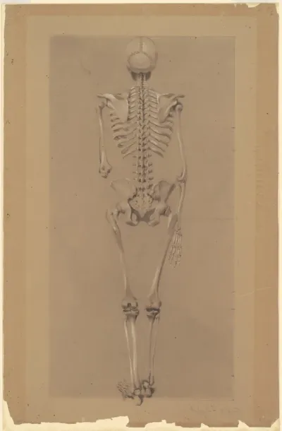 Rear View of a Skeleton