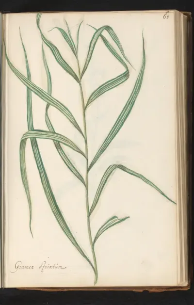 Rechtopstaand gras