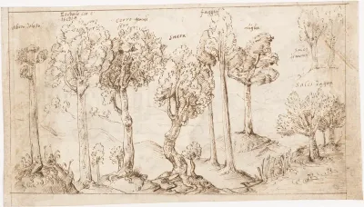 Recto: On Timber, the Species of Trees (Vitruvius, Book 2, Chapter 9, no. 4); Verso: On Timber, the Battle of Larignium (Vitruvius, Book 2, Chapter 9, no. 15)..