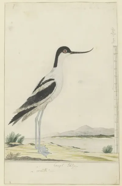 Recurvirostra avosetta (Pied avocet)
