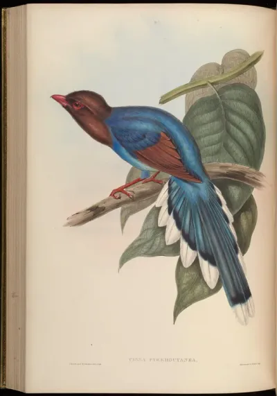 Red-and-Blue Cissa