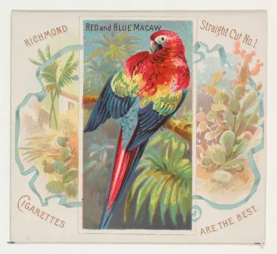 Red and Blue Macaw, from Birds of the Tropics series (N38) for Allen & Ginter Cigarettes