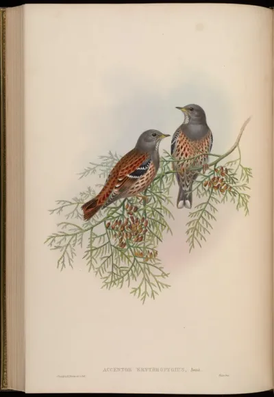 Red-backed Accentor