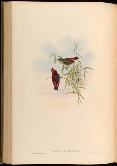 Red-backed Dicaeum